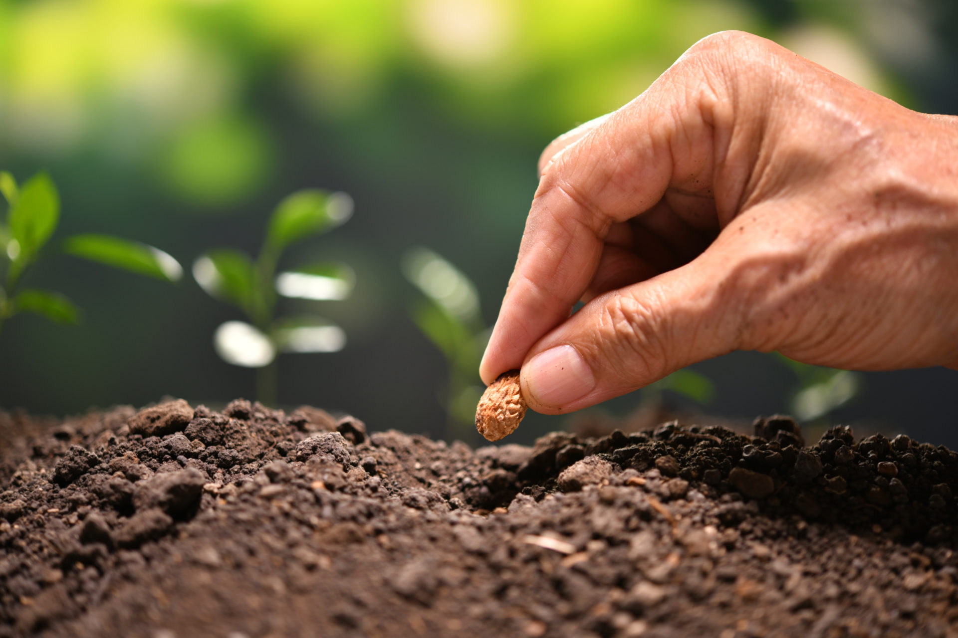 icono árbol ideas interiorismo compromiso sostenible blanco mano plantando semilla en tierra con plantas de fondo